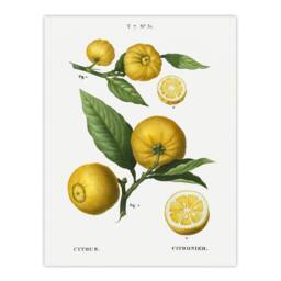 "Artery8 Clusters of Citrus Fruit Redoute Vintage Wall Art Print Poster in White - Size: W12"" x H16""" - thumbnail 1
