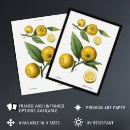 "Artery8 Clusters of Citrus Fruit Redoute Vintage Wall Art Print Poster in White - Size: W12"" x H16""" - thumbnail 2