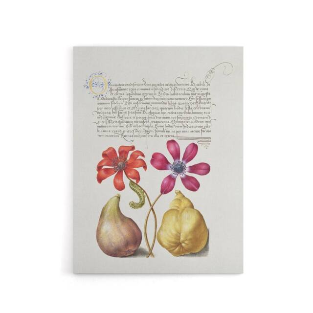 "Artery8 Poppy Anemone Fig & Quince Calligraphy Canvas Wall Art Print in White - Size: W12"" x H16""" - image 1