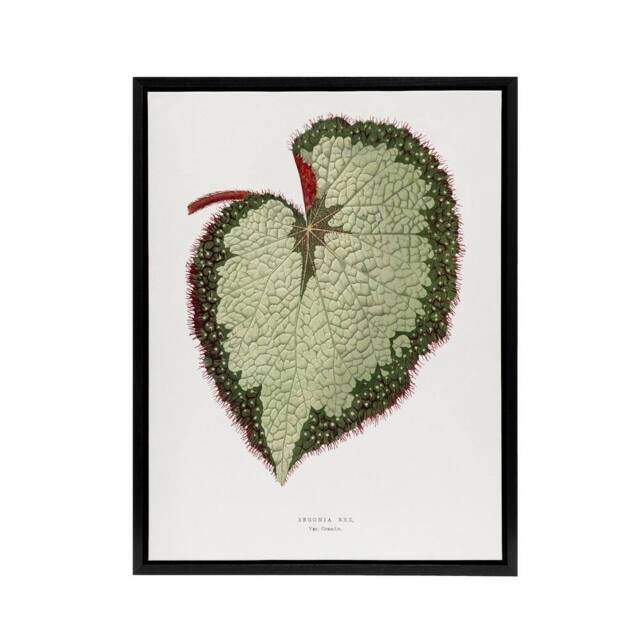 "Artery8 AF Lydon B Fawcett Begonia Rex Grandis Variety Leaf Framed Canvas Art in White - Size: W12"" x H16""" - image 1