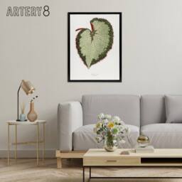 "Artery8 AF Lydon B Fawcett Begonia Rex Grandis Variety Leaf Framed Canvas Art in White - Size: W12"" x H16""" - thumbnail 3