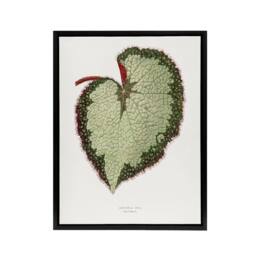 "Artery8 AF Lydon B Fawcett Begonia Rex Grandis Variety Leaf Framed Canvas Art in White - Size: W12"" x H16""" - thumbnail 1