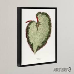 "Artery8 AF Lydon B Fawcett Begonia Rex Grandis Variety Leaf Framed Canvas Art in White - Size: W12"" x H16""" - thumbnail 2