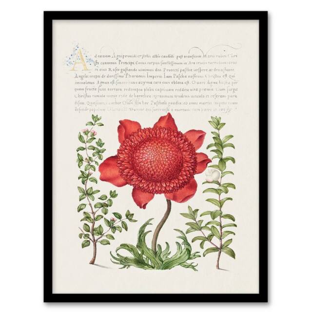 Artery8 Model Book of Calligraphy Framed Wall Art Poppy Anemone & Myrtle in White - Size: A4 - image 1