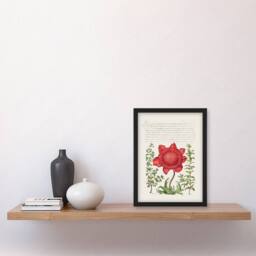 Artery8 Model Book of Calligraphy Framed Wall Art Poppy Anemone & Myrtle in White - Size: A4 - thumbnail 2