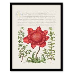 Artery8 Model Book of Calligraphy Framed Wall Art Poppy Anemone & Myrtle in White - Size: A4 - thumbnail 1