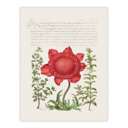 Artery8 Model Book of Calligraphy Framed Wall Art Poppy Anemone & Myrtle in White - Size: A4 - thumbnail 3