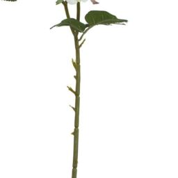 Hill Interiors The Natural Garden Collection Rose Artificial Flower in White - thumbnail 4