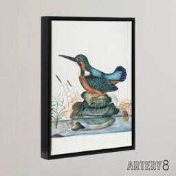 "Artery8 Common Kingfisher Vintage Illustration Bolton Framed Canvas Wall Art - Size: W12"" x H16""" - thumbnail 2