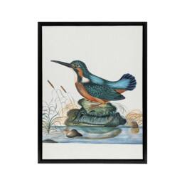 "Artery8 Common Kingfisher Vintage Illustration Bolton Framed Canvas Wall Art - Size: W12"" x H16""" - thumbnail 1