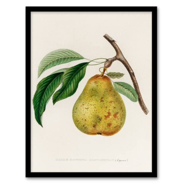 Artery8 Jacob Sturm Framed Wall Art Print Vintage Illustration of a Pear in White - Size: A4 - image 1