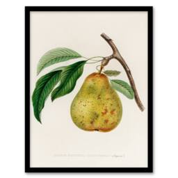 Artery8 Jacob Sturm Framed Wall Art Print Vintage Illustration of a Pear in White - Size: A4 - thumbnail 1