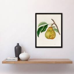 Artery8 Jacob Sturm Framed Wall Art Print Vintage Illustration of a Pear in White - Size: A4 - thumbnail 2