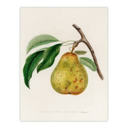 Artery8 Jacob Sturm Framed Wall Art Print Vintage Illustration of a Pear in White - Size: A4 - thumbnail 3