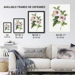 Artery8 Hibiscus Flower Illustration Redoute Vintage Framed Wall Art Print in White - Size: A4 - thumbnail 3