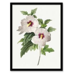 Artery8 Hibiscus Flower Illustration Redoute Vintage Framed Wall Art Print in White - Size: A4 - thumbnail 1