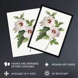 Artery8 Hibiscus Flower Illustration Redoute Vintage Framed Wall Art Print in White - Size: A4 - thumbnail 2