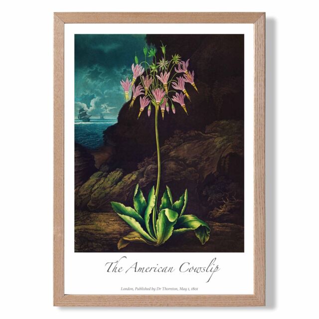 ARTZE Vintage Floral Exhibition - Cowslip Plant Framed Print SIZE: A3 with Oak Frame in Pink - image 1