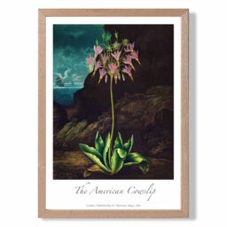 ARTZE Vintage Floral Exhibition - Cowslip Plant Framed Print SIZE: A3 with Oak Frame in Pink - thumbnail 1