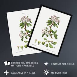 "Artery8 Almond Leaved Pear Tree Redoute Vintage Framed Wall Art Print in White - Size: W12"" x H16""" - thumbnail 2