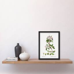 "Artery8 Almond Leaved Pear Tree Redoute Vintage Framed Wall Art Print in White - Size: W12"" x H16""" - thumbnail 4