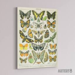 "Artery8 Millot Encyclopedia Page Butterflies Moths Canvas Wall Art Print - Size: W18"" x H24""" - thumbnail 2