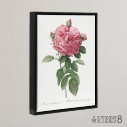 "Artery8 Giant Gallica Rose Floral Redoute Vintage Black Framed Canvas Wall Art in White - Size: W12"" x H16""" - thumbnail 2