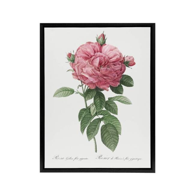 "Artery8 Giant Gallica Rose Floral Redoute Vintage Black Framed Canvas Wall Art in White - Size: W18"" x H24""" - image 1