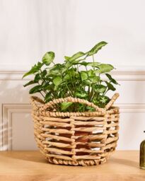 Dibor Vintage Water Hyacinth Medium Open Weave Wicker Scalloped Planter Basket (Dia) 18cm, (H)25cm in Natural