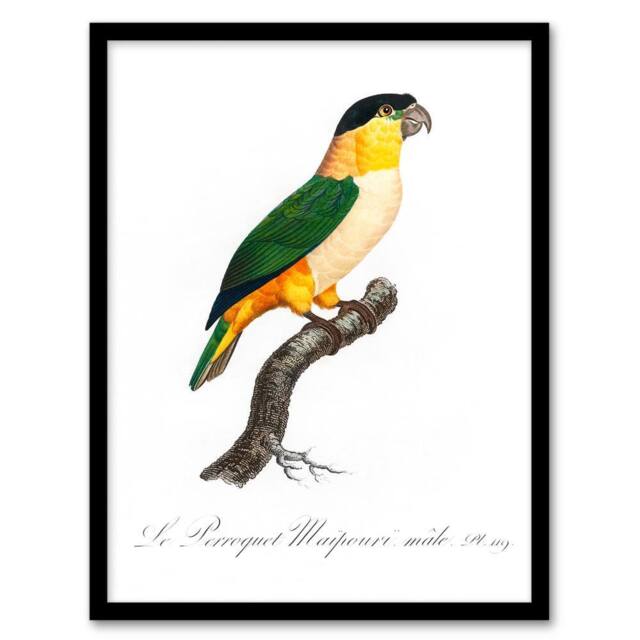 Artery8 Francois Levaillant Framed Wall Art Print The Black Headed Parrot in White - Size: A4 - image 1