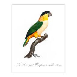Artery8 Francois Levaillant Framed Wall Art Print The Black Headed Parrot in White - Size: A4 - thumbnail 3