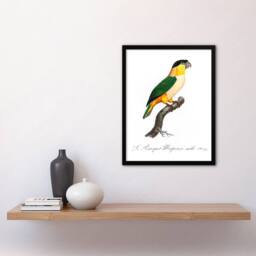 Artery8 Francois Levaillant Framed Wall Art Print The Black Headed Parrot in White - Size: A4 - thumbnail 2