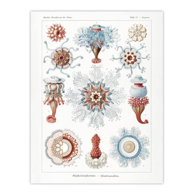 "Artery8 Siphonophorae Marine Life Haeckel Botanical Wall Art Print Poster in White - Size: W24"" x H32""" - image 1