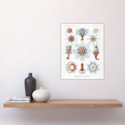 "Artery8 Siphonophorae Marine Life Haeckel Botanical Wall Art Print Poster in White - Size: W24"" x H32""" - thumbnail 4