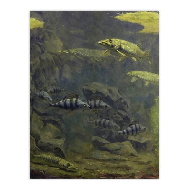 "Artery8 Pike Perch Aquarium Vintage Wall Art Print Gerrit Dijsselhof in Green - Size: W24"" x H32""" - image 1