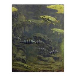 "Artery8 Pike Perch Aquarium Vintage Wall Art Print Gerrit Dijsselhof in Green - Size: W24"" x H32""" - thumbnail 1