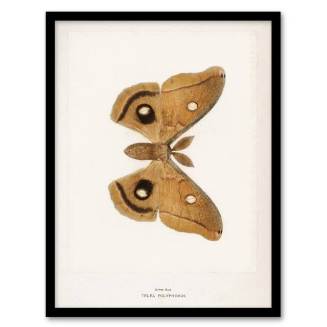 Artery8 Polyphemus Moth Vintage Illustration Denton Framed Wall Art Print in White - Size: A4 - image 1