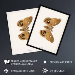 Artery8 Polyphemus Moth Vintage Illustration Denton Framed Wall Art Print in White - Size: A4 - thumbnail 2