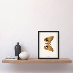 Artery8 Polyphemus Moth Vintage Illustration Denton Framed Wall Art Print in White - Size: A4 - thumbnail 4