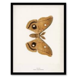 Artery8 Polyphemus Moth Vintage Illustration Denton Framed Wall Art Print in White - Size: A4 - thumbnail 1