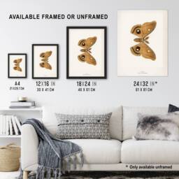 Artery8 Polyphemus Moth Vintage Illustration Denton Framed Wall Art Print in White - Size: A4 - thumbnail 3