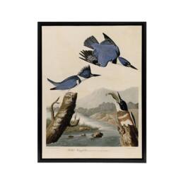 "Artery8 Audubon Birds Of America Belted Kingfisher Framed Canvas Wall Art Print in Blue - Size: W12"" x H16""" - thumbnail 1