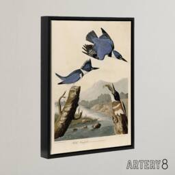 "Artery8 Audubon Birds Of America Belted Kingfisher Framed Canvas Wall Art Print in Blue - Size: W12"" x H16""" - thumbnail 2