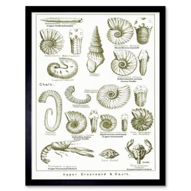 "Artery8 Crustacean Shellfish Fossil Clay Beach Framed Wall Art Print in White - Size: W12"" x H16""" - image 1