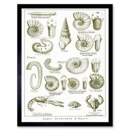 "Artery8 Crustacean Shellfish Fossil Clay Beach Framed Wall Art Print in White - Size: W12"" x H16""" - thumbnail 1