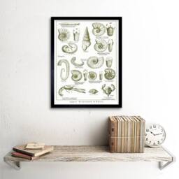 "Artery8 Crustacean Shellfish Fossil Clay Beach Framed Wall Art Print in White - Size: W12"" x H16""" - thumbnail 2