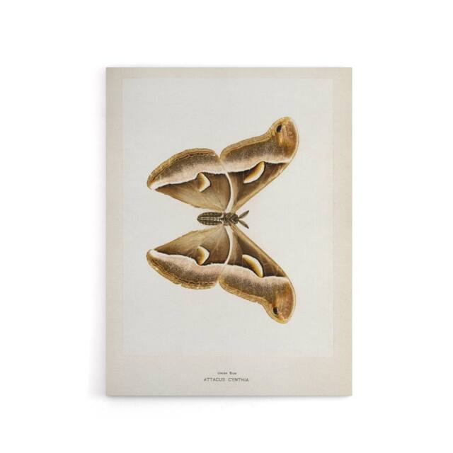 "Artery8 Ailanthus Silkmoth Vintage Illustration Denton Canvas Wall Art Print in White - Size: W12"" x H16""" - image 1
