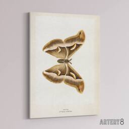 "Artery8 Ailanthus Silkmoth Vintage Illustration Denton Canvas Wall Art Print in White - Size: W12"" x H16""" - thumbnail 2