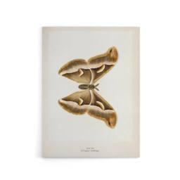 "Artery8 Ailanthus Silkmoth Vintage Illustration Denton Canvas Wall Art Print in White - Size: W12"" x H16""" - thumbnail 1