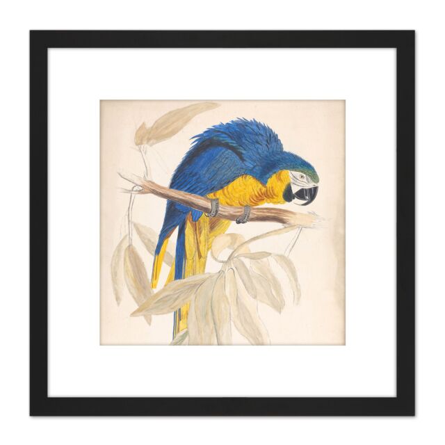 Artery8 Blue & Yellow Macaw 8X8 Inch Square Wooden Framed Wall Art Print Picture with Mount in Black - image 1